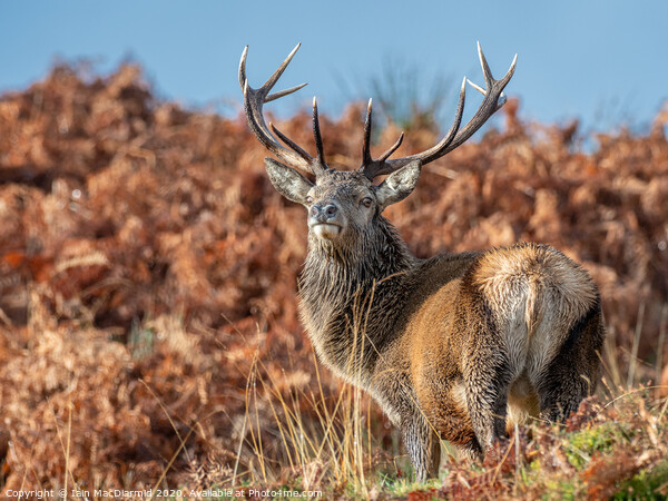 13 Pointer Picture Board by Iain MacDiarmid