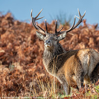 Buy canvas prints of 13 Pointer by Iain MacDiarmid