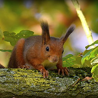 Buy canvas prints of Red Squirrel  by Terry Hunt