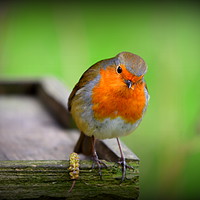 Buy canvas prints of Red Robin by Terry Hunt
