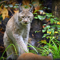 Buy canvas prints of European Lynx by Terry Hunt