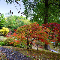 Buy canvas prints of The changing colours of Hole Park gardens  by Terry Hunt