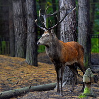 Buy canvas prints of King of the forest by Terry Hunt