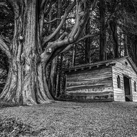 Buy canvas prints of  Shed in the forest by Kevin Clelland