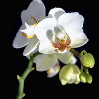 Buy canvas prints of  White Orchid by Kevin Clelland