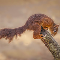 Buy canvas prints of Naughty Squirrel by Kevin Clelland