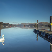 Buy canvas prints of White Swan at Lake Windermere by Kevin Clelland