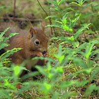 Buy canvas prints of Red Squirrel by Kevin Clelland