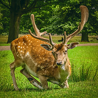 Buy canvas prints of Roe Deer by Kevin Clelland
