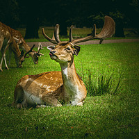 Buy canvas prints of Roe Deer by Kevin Clelland