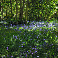 Buy canvas prints of Bluebells by Kevin Clelland