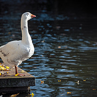 Buy canvas prints of Goose Admiring the View by Kevin Clelland