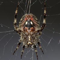Buy canvas prints of  Orb Weaver by Shawn Jeffries