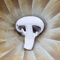 Buy canvas prints of  Mushroom in Suribachi by Shawn Jeffries