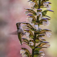 Buy canvas prints of  Anna's Hummingbird by Shawn Jeffries