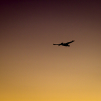 Buy canvas prints of  Pelican in Sihlouette  by Shawn Jeffries