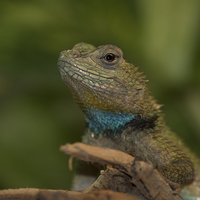 Buy canvas prints of  Sceloporus malachiticus 1 by Shawn Jeffries