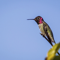 Buy canvas prints of  Anna's Hummingbird against blue sky by Shawn Jeffries
