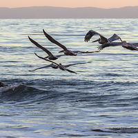 Buy canvas prints of  Brown Pelican Formation by Shawn Jeffries