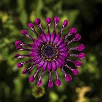 Buy canvas prints of  Spoon Peddle Daisy by Shawn Jeffries