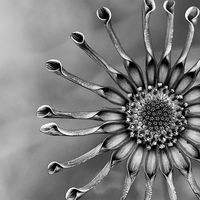 Buy canvas prints of  Spoon Peddle Daisy Mono by Shawn Jeffries