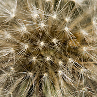 Buy canvas prints of Full faced Dandelion by Shawn Jeffries