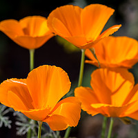 Buy canvas prints of POPPIES, poppies... by Shawn Jeffries