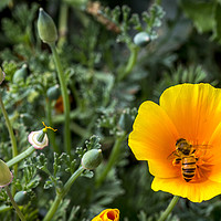 Buy canvas prints of Bee in California Poppy by Shawn Jeffries