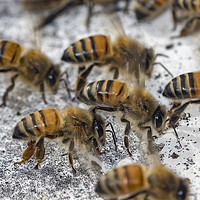 Buy canvas prints of Honey Bees Fanning by Shawn Jeffries