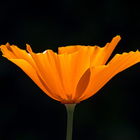Buy canvas prints of California Poppy by Shawn Jeffries