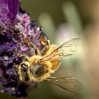 Buy canvas prints of Honey Bee on Lavender by Shawn Jeffries