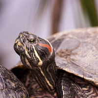 Buy canvas prints of  Terrapin by Amy Powell