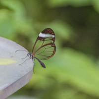 Buy canvas prints of  Glass Winged Butterfly by Amy Powell