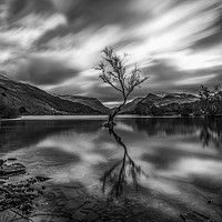 Buy canvas prints of Lonely tree in Mono  by Chris Evans