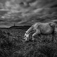 Buy canvas prints of Llanddwyn Island Wild Horses  by Chris Evans