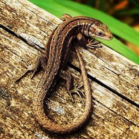 Buy canvas prints of  Common lizard  by Emma Healy