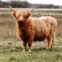 Buy canvas prints of  Highland cattle in stance by Emma Healy