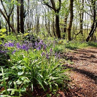 Buy canvas prints of  Bluebell woods in the springtime by Emma Healy