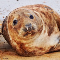 Buy canvas prints of Horsey beach seal  by Emma Healy