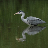 Buy canvas prints of  Heron chillin by Paul Fouracre