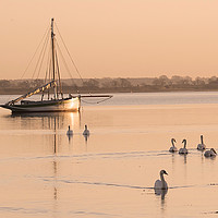 Buy canvas prints of Tranquil swans at Mistley by Rob Woolf