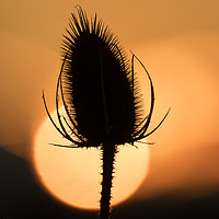 Buy canvas prints of Teasle Silhouette by Rob Woolf