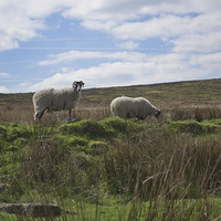 Buy canvas prints of  Sheep at Haworth by Wilhelmina Hayward