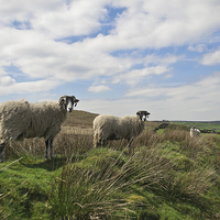 Buy canvas prints of  Sheep on a hillside  by Wilhelmina Hayward