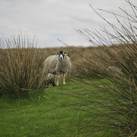 Buy canvas prints of  Sheep on a hillside hiding by Wilhelmina Hayward