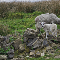 Buy canvas prints of  Sheep Among Ruins by Wilhelmina Hayward