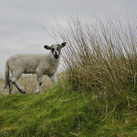 Buy canvas prints of  Little Lamb on a Hillside by Wilhelmina Hayward