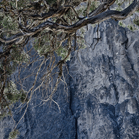 Buy canvas prints of  Dying Tree at Smith Rock by Wilhelmina Hayward
