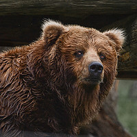Buy canvas prints of Brown Bear by Wilhelmina Hayward