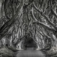 Buy canvas prints of The dark hedges in black and white by HQ Photo